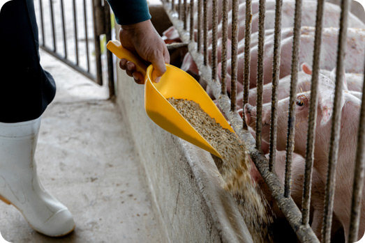 Kompleksowe Wyposażenie Farmy